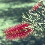 Bottlebrush