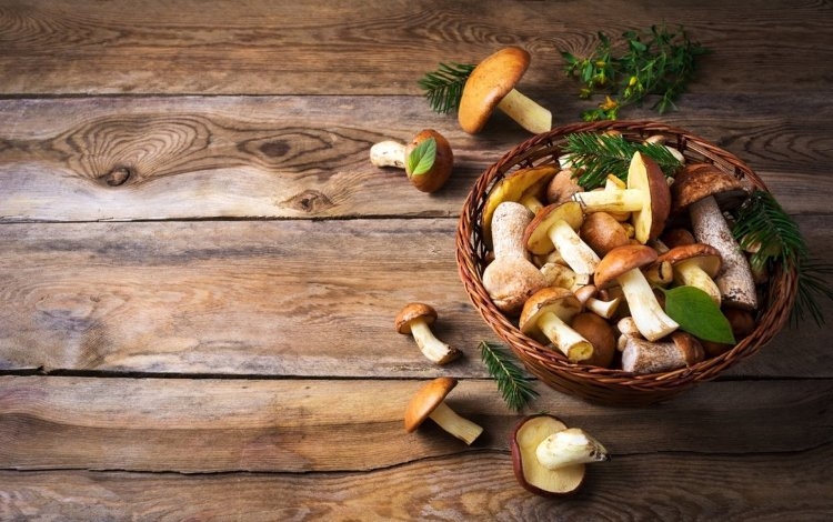 Introduzione ai Funghi nella dieta