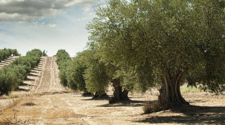 Olio extravergine di oliva di qualita: il Re degli Alimenti Nutraceutici