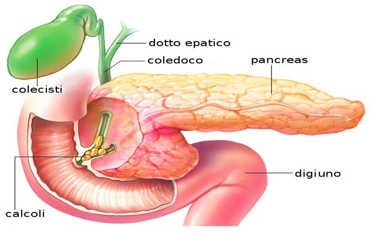 Anatomia della Vescica Biliare