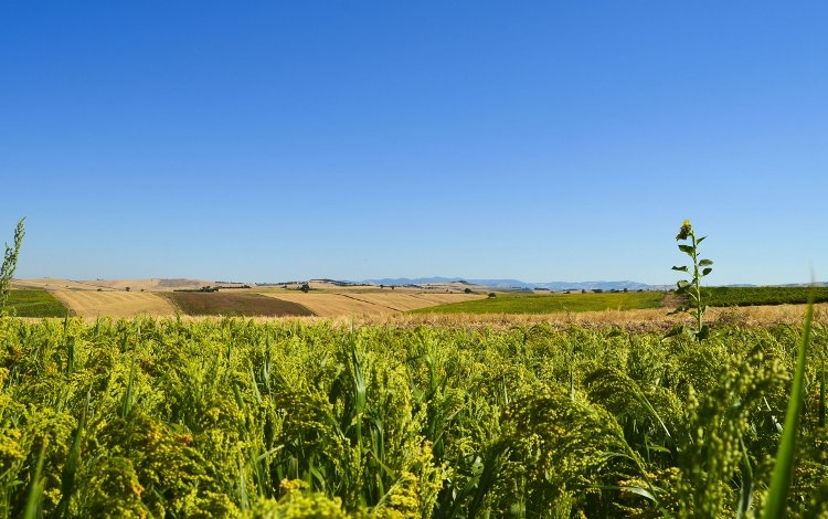Sempre più italiani scelgono le bevande vegetali